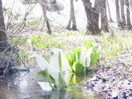宮城県加美町荒沢湿原のミズバショウ