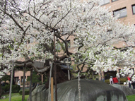国の天然記念物盛岡市の「石割桜」