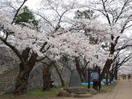 盛岡城跡（あと）公園の桜