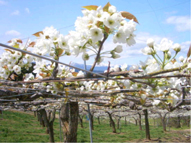 宮城県蔵王町の梨の花