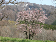 山形市西蔵王の「大山桜」