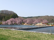 盛岡市米内浄水場の垂れ桜