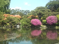 盛岡市中央公民館庭園のツツジ