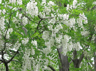 ハリエンジュの花