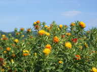 山形県の花「べにばな」