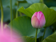 伊豆沼の近くにある転作田に作付けされたハスの花