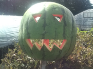 スイカハロウィン