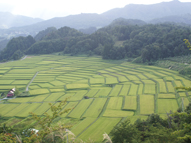 椹平の棚田