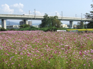休耕田のコスモス