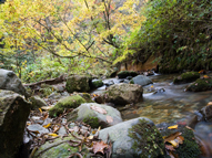 大深沢遊歩道近辺の川