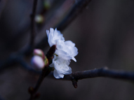奥松島遊歩道の寒桜