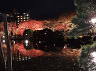 ライトアップした庭園