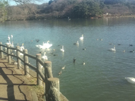 盛岡市高松の池