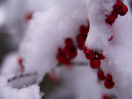 雪化粧した南天