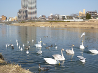 広瀬川の白鳥