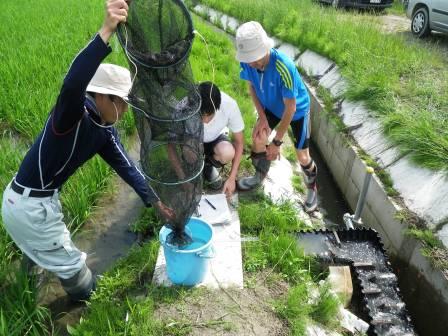 水田魚道