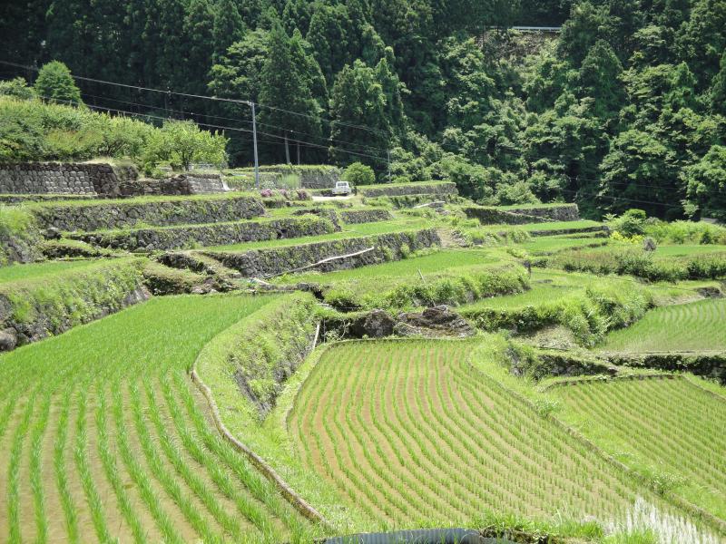 tanada