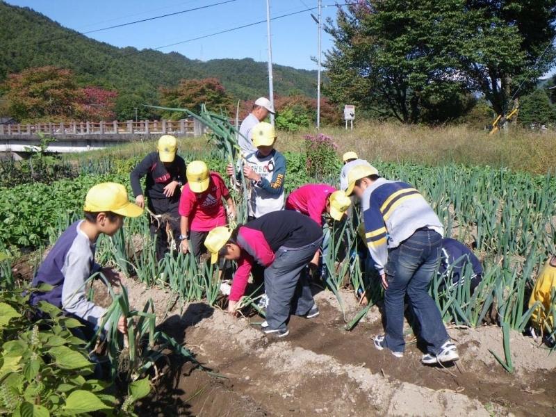 ネギの収穫