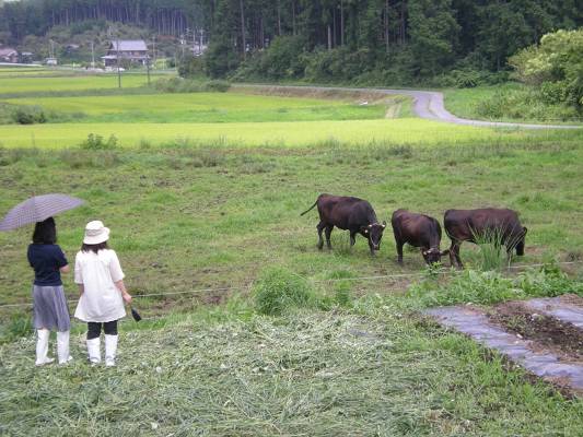 耕作放棄地を活用した牛の放牧