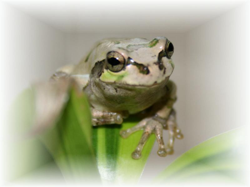 アマガエル