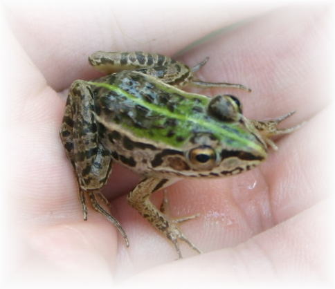 トノサマガエル