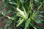 食害された野菜　写真1