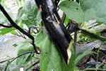 食害された野菜　写真3