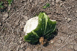 食害された野菜　写真4