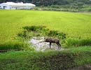 防護ネットに掛かったシカ