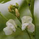 大福豆の花