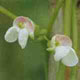 虎豆の花