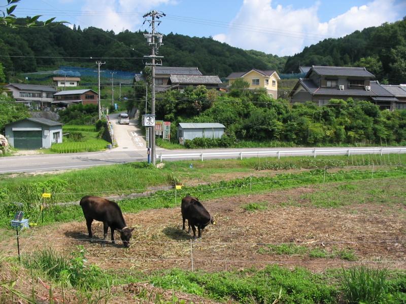 第2回放牧フォトコンテストの特別賞です。タイトルは「家の近くもへっちゃらさ」。
