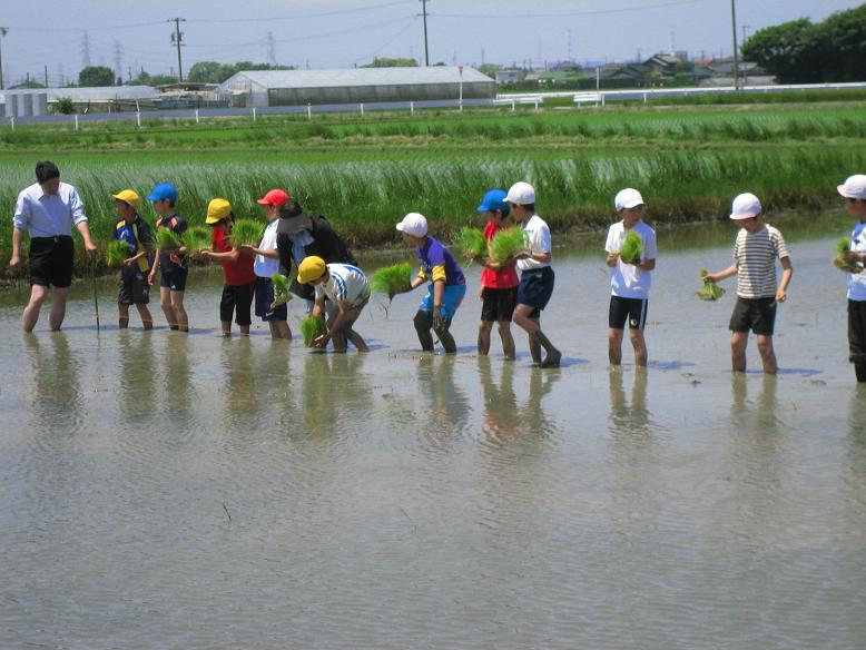 田植え1