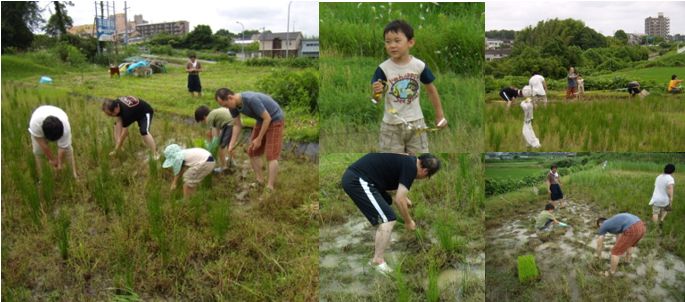 田んぼの雑草取り