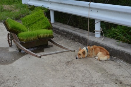 苗のそばでお留守番の犬