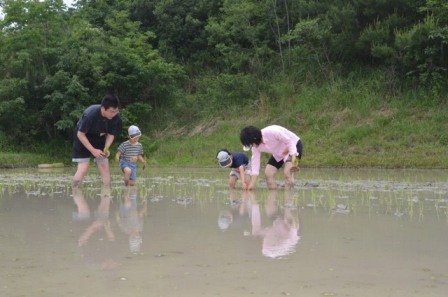 家族で田植え