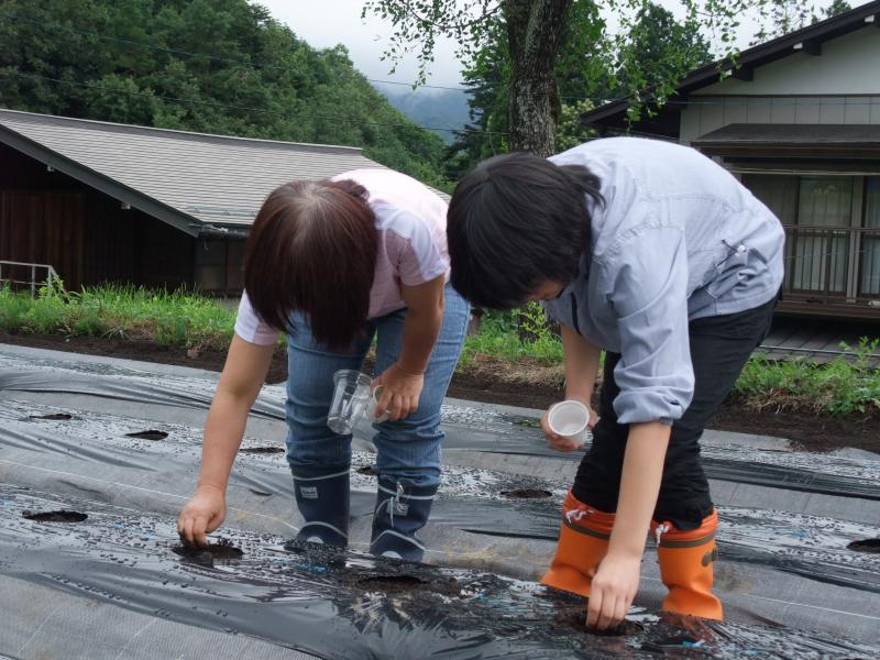 種まき