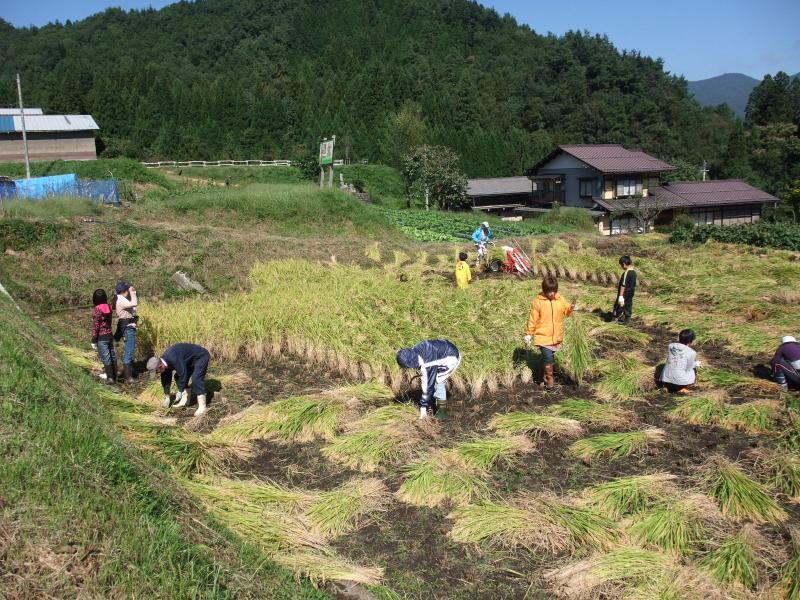 稲刈り3