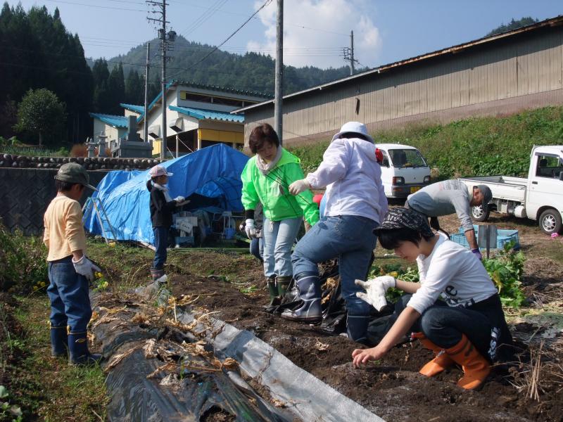 野菜の収穫
