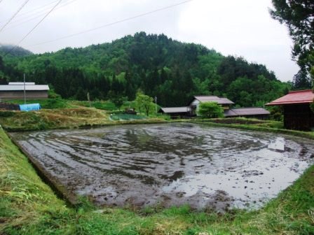 田んぼ
