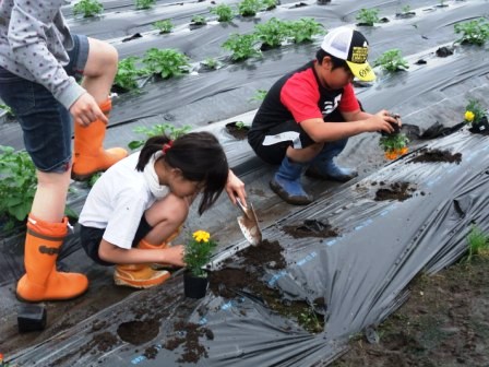 花植え