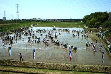 ふれあい田んぼアート2011 平成23年5月14日 田植え