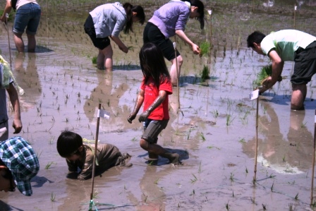 ふれあい田んぼアート2011 平成23年5月14日 田植え