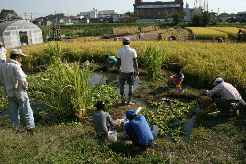 メダカを捕まえよう
