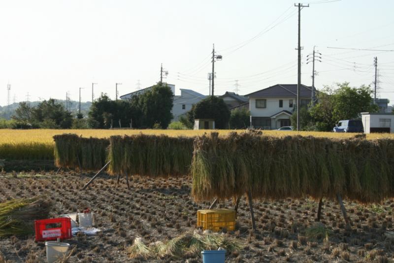 収穫した稲