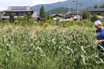 トウモロコシ畑