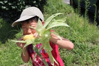 トウモロコシをそのまま食べます