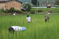 草取り