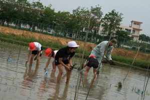 田植え3
