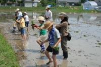 田植え2
